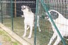 Cani da guardia Montecarlo, cuccioli e cuccioloni selzionati per guardia Montecarlo
